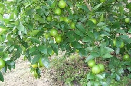 Lemon Green